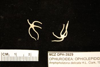 Media type: image;   Invertebrate Zoology OPH-3929